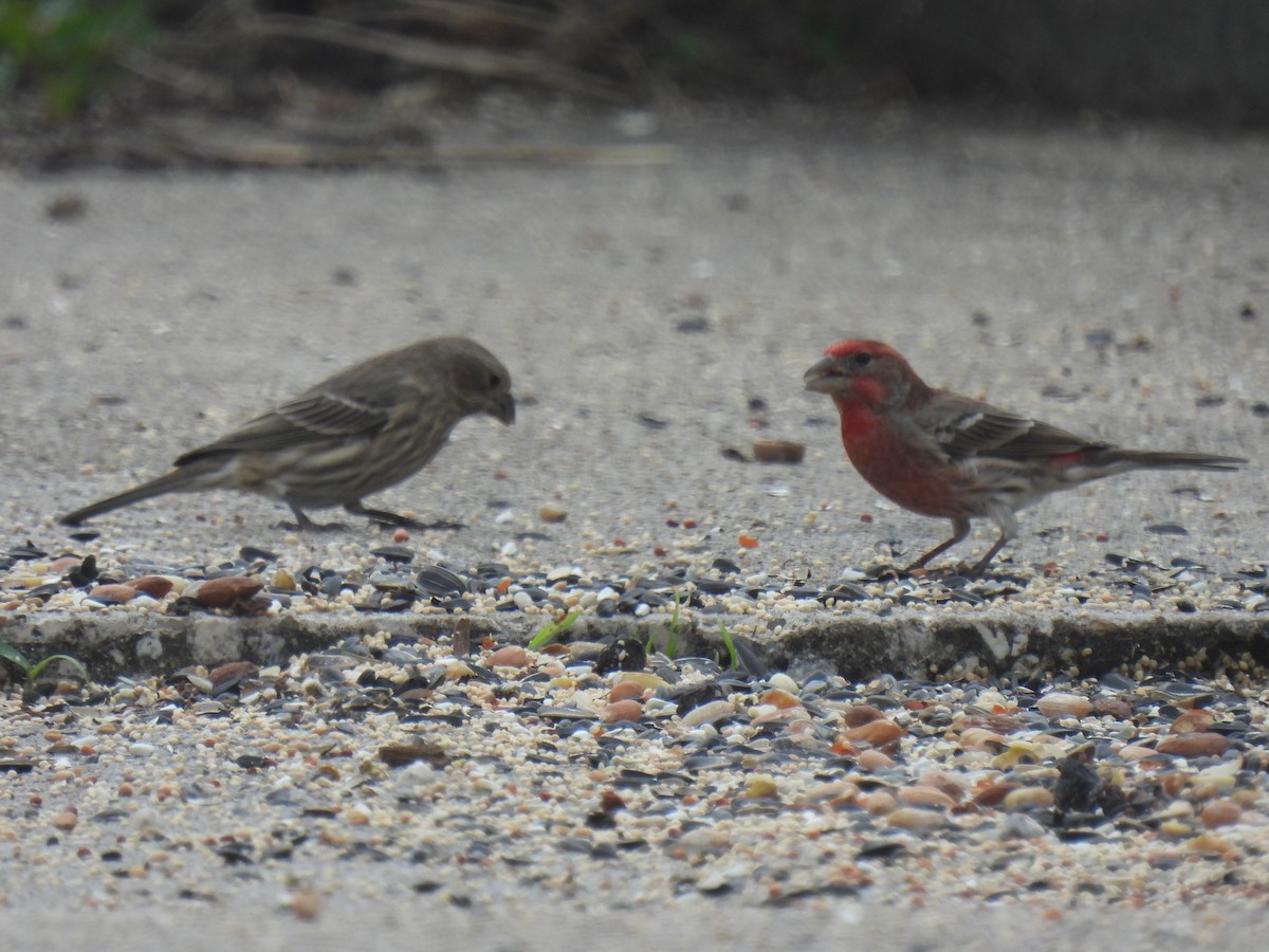 House Finch - ML646778344