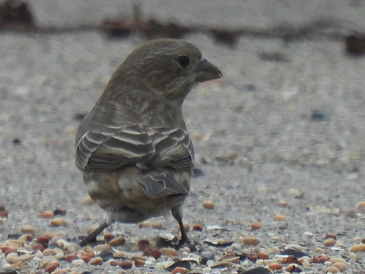 House Finch - ML646778345