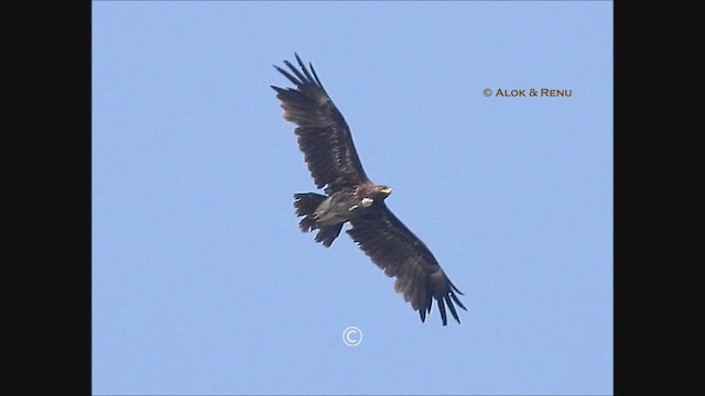 Büyük Orman Kartalı - ML646778346