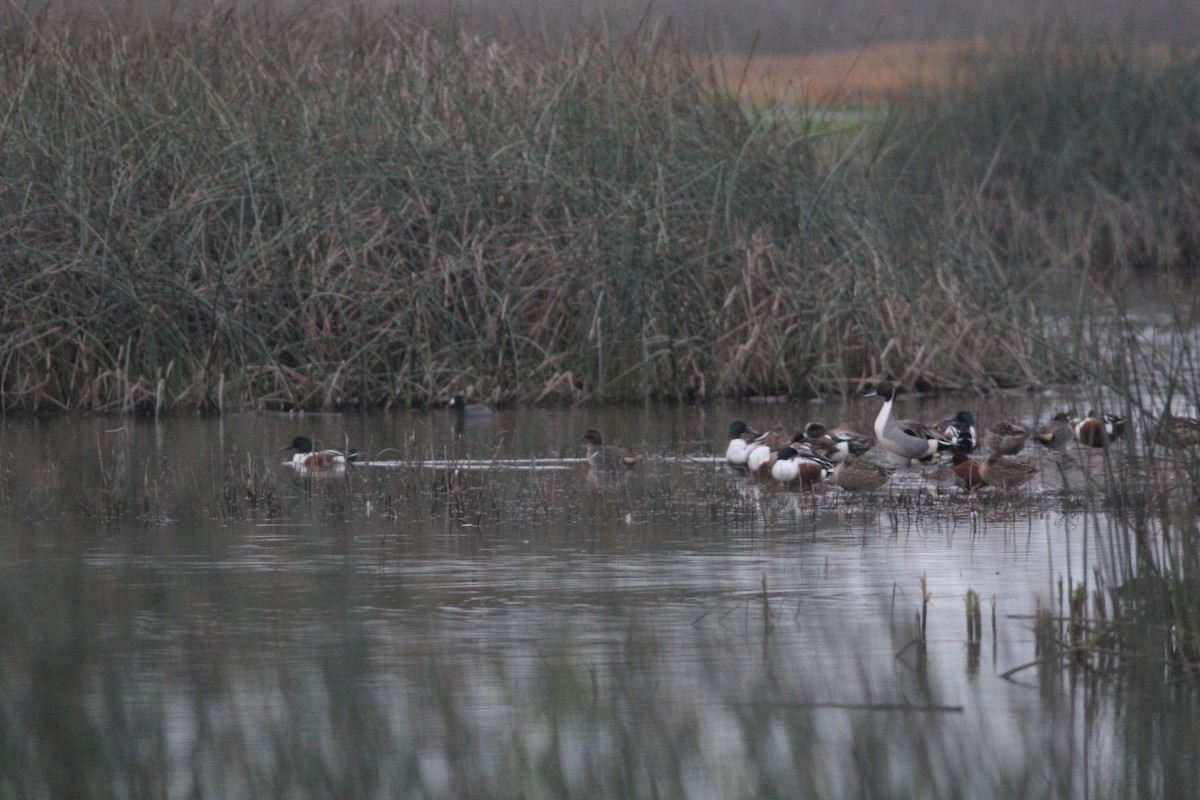Northern Pintail - ML646778355