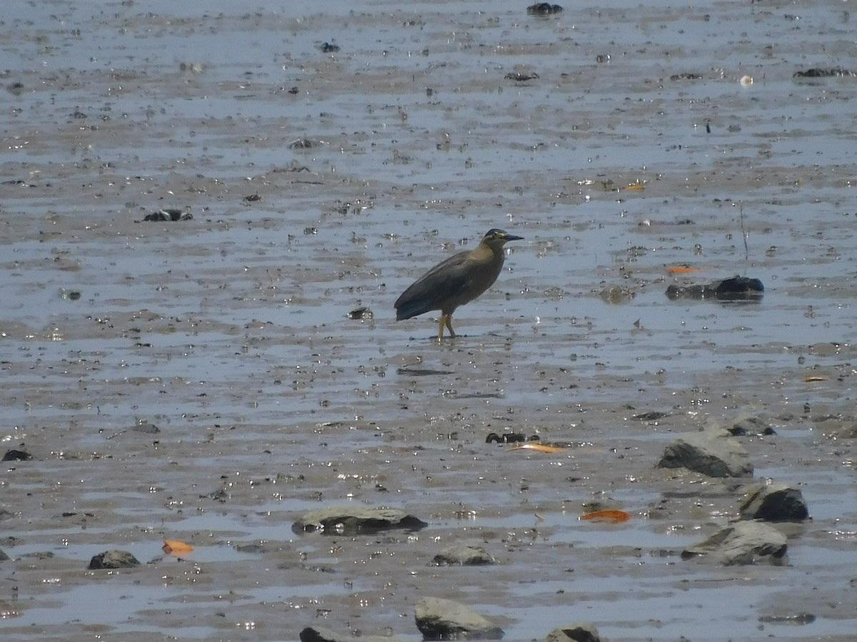 Little Heron - ML646778357