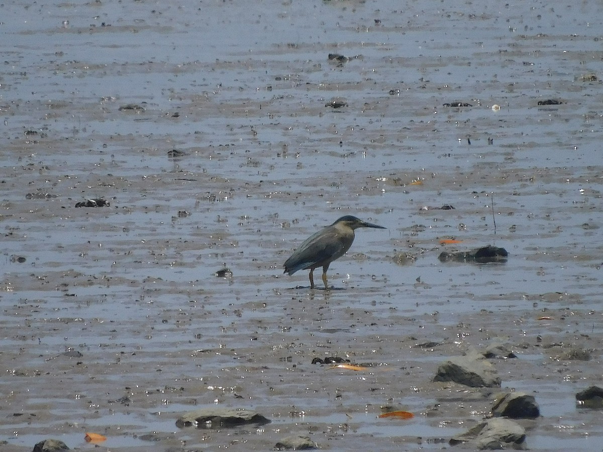 Little Heron - ML646778358