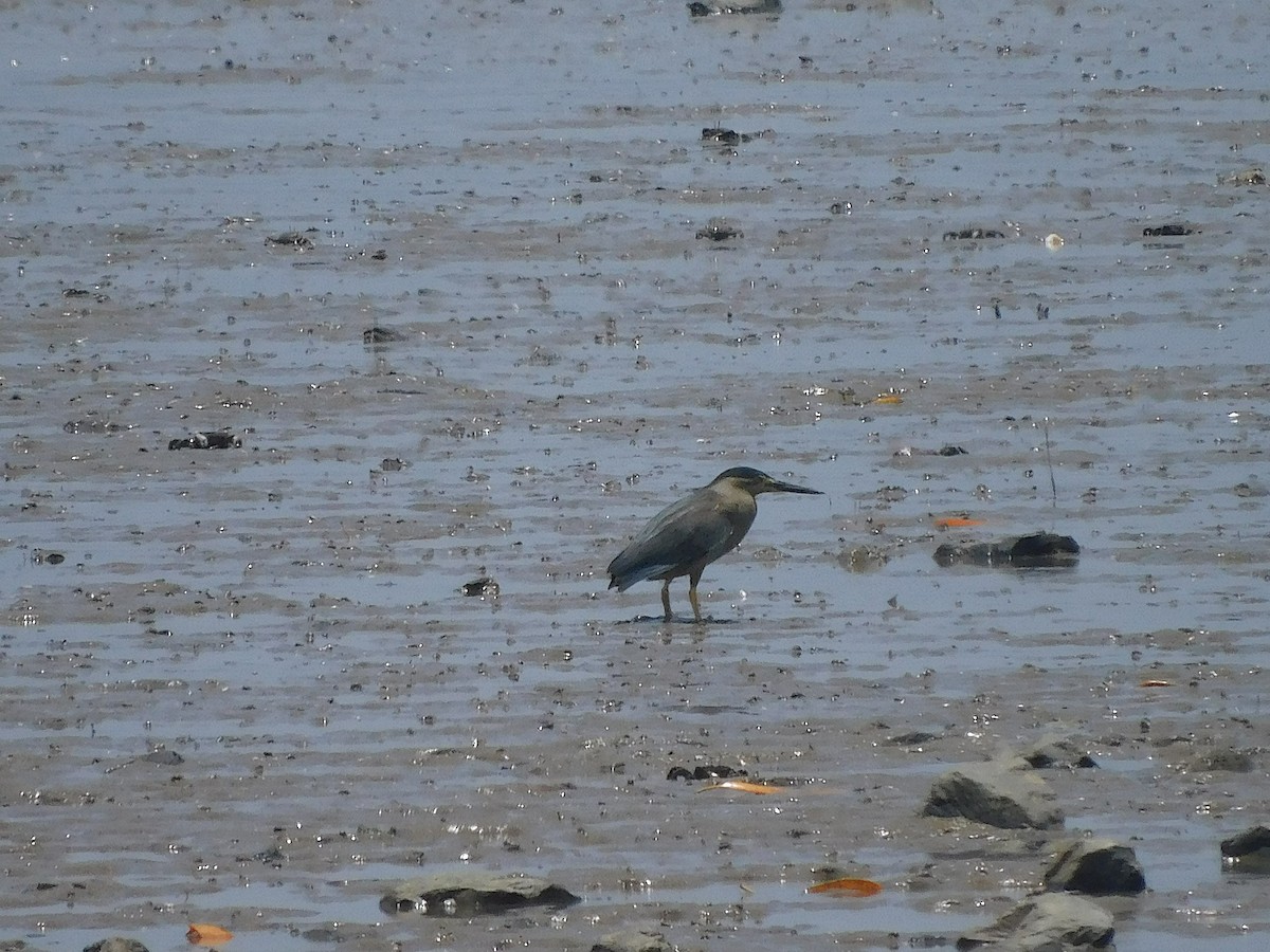 Little Heron - ML646778359