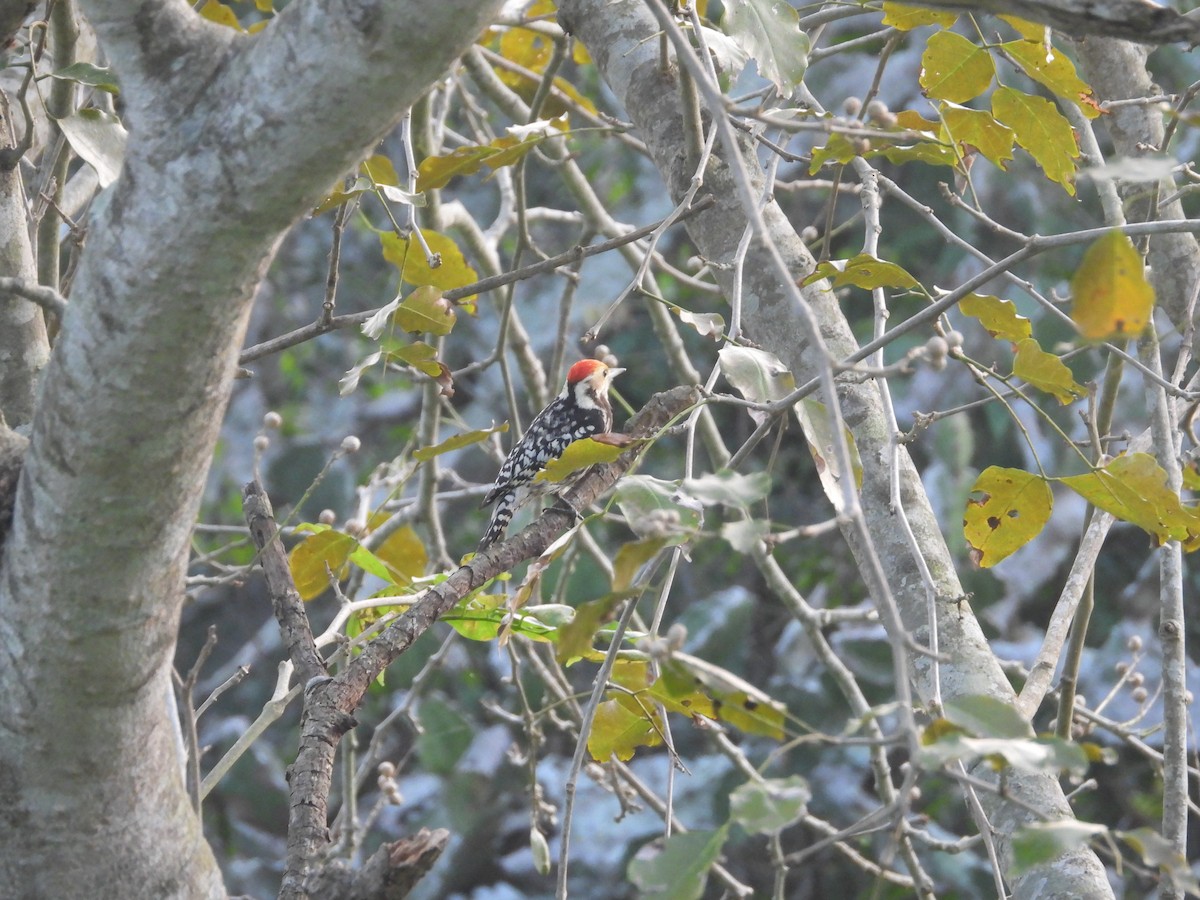Yellow-crowned Woodpecker - ML646778361