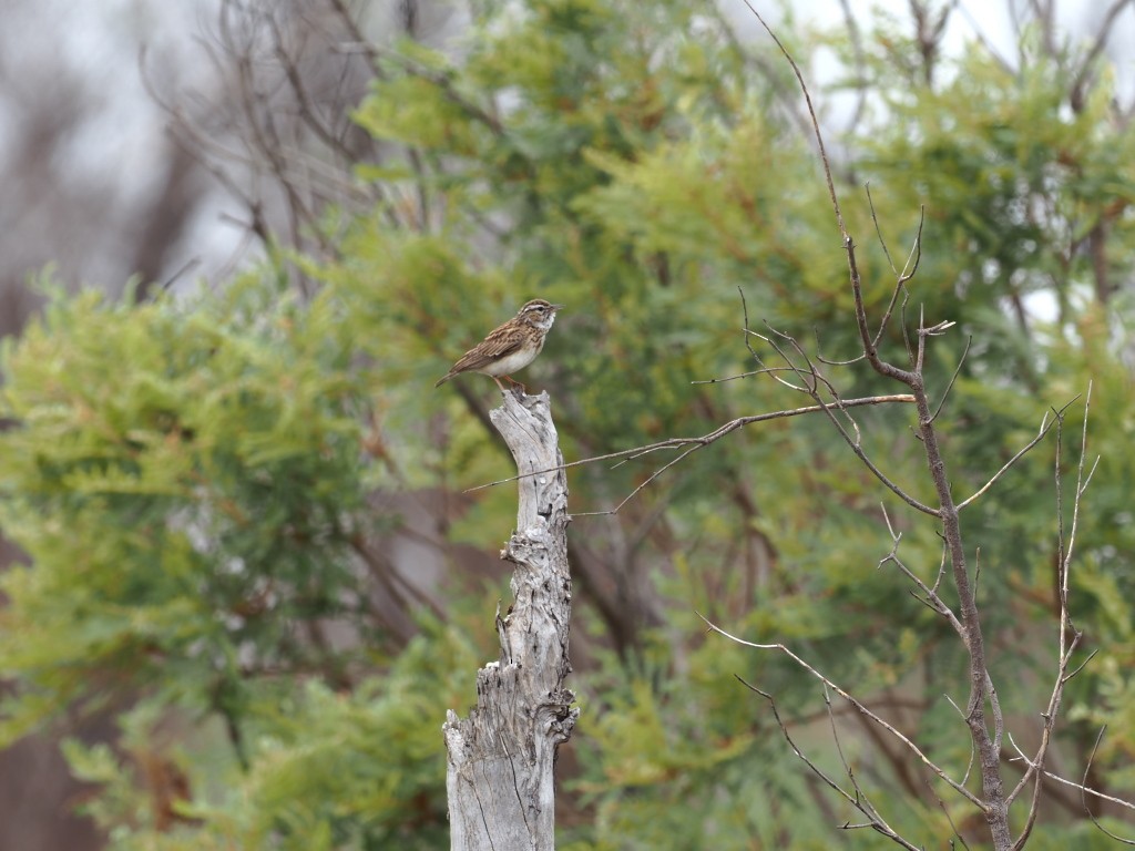 ハヤシヤブヒバリ - ML646778362