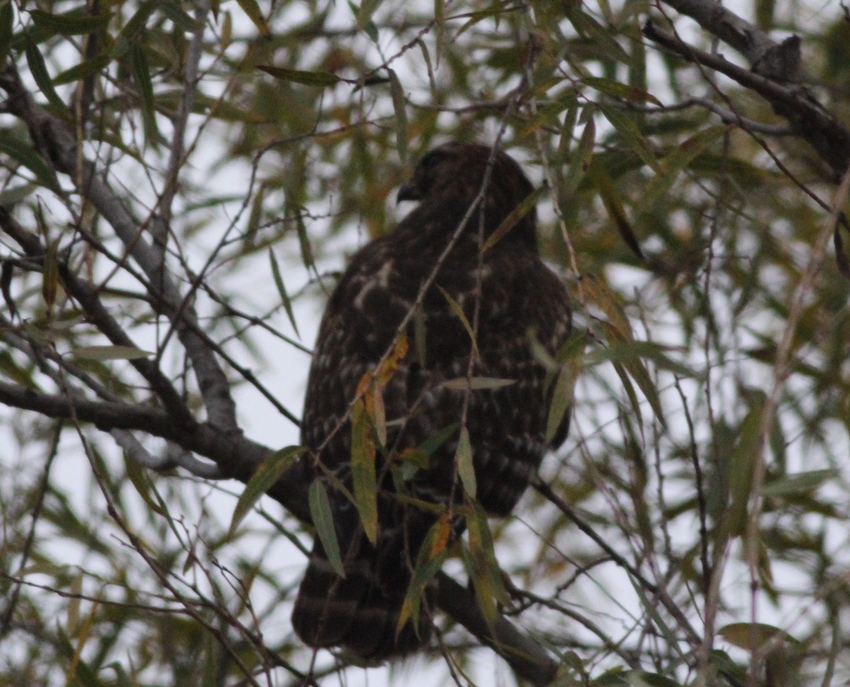Red-shouldered Hawk - ML646778363