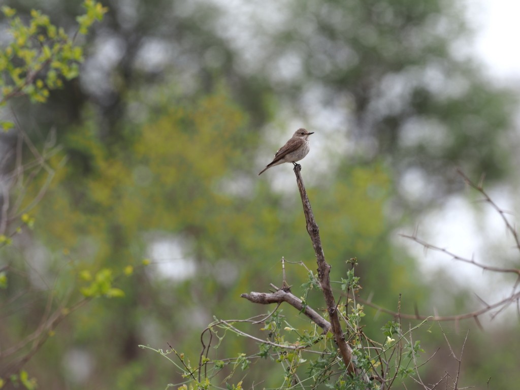 ムナフヒタキ - ML646778364