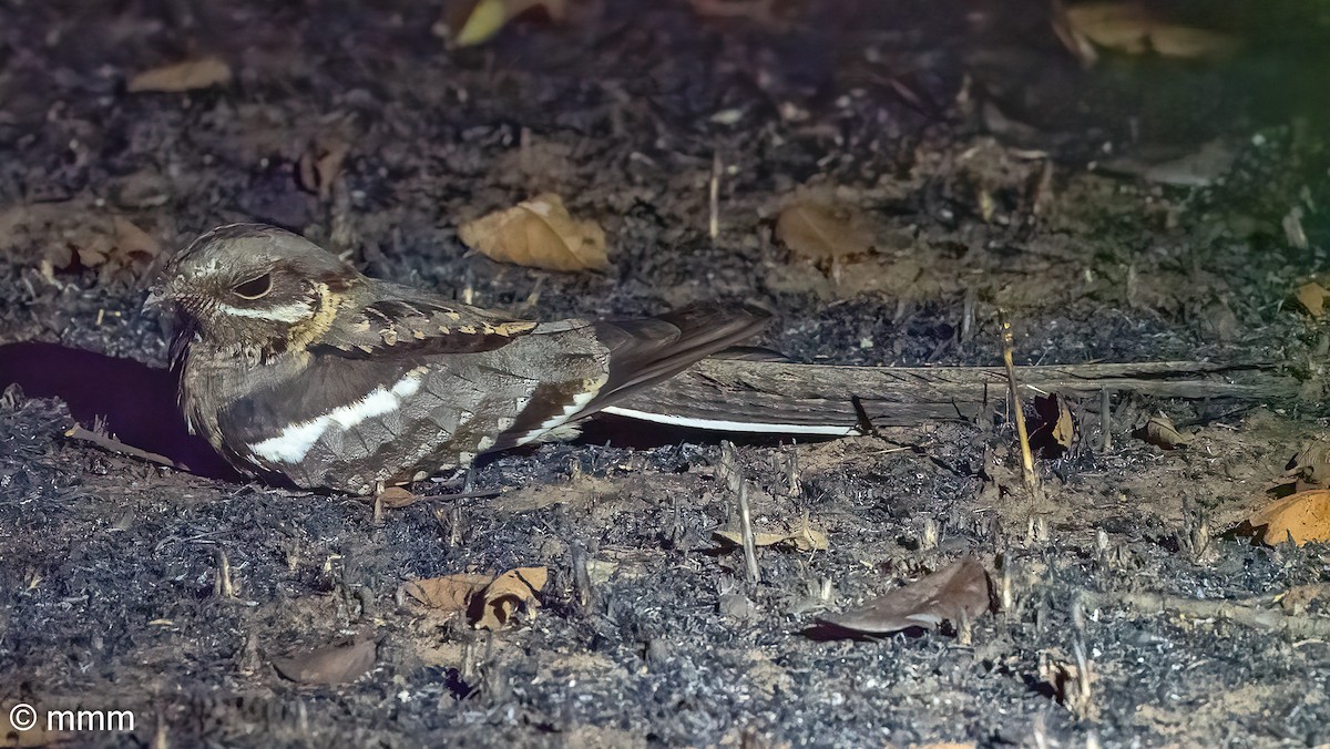 Long-tailed Nightjar - ML646778365