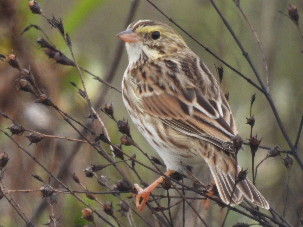Savannah Sparrow - ML646778370