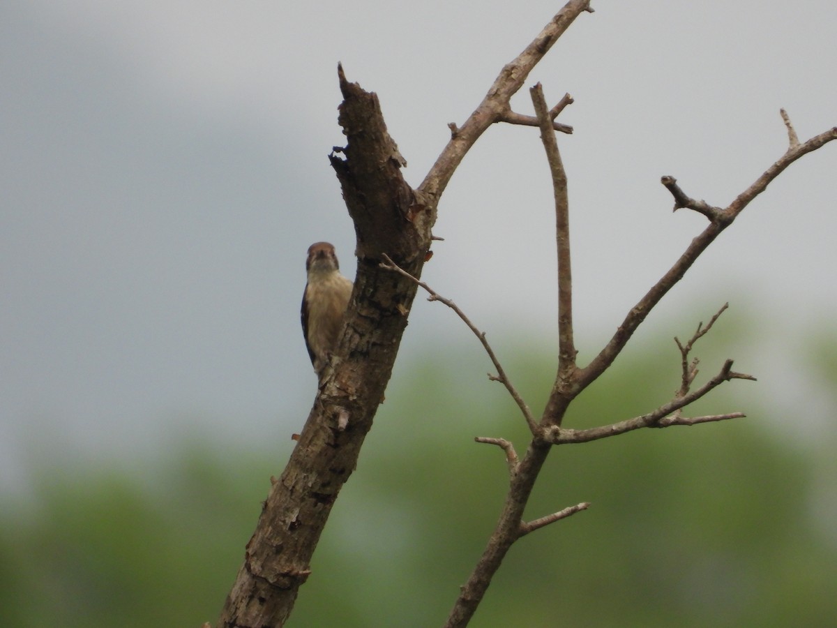Brown-capped Pygmy Woodpecker - ML646778371
