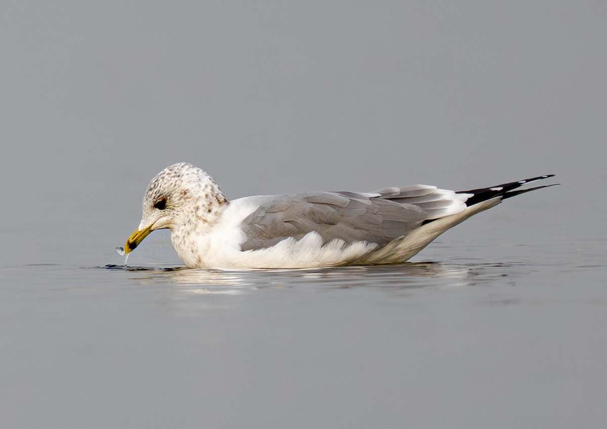 שחף אפרורי (קמצ'טקה) - ML646778372