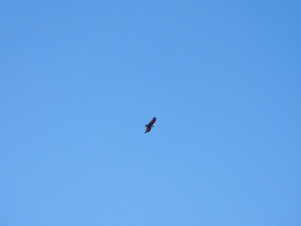 Браминский коршун - ML646778373