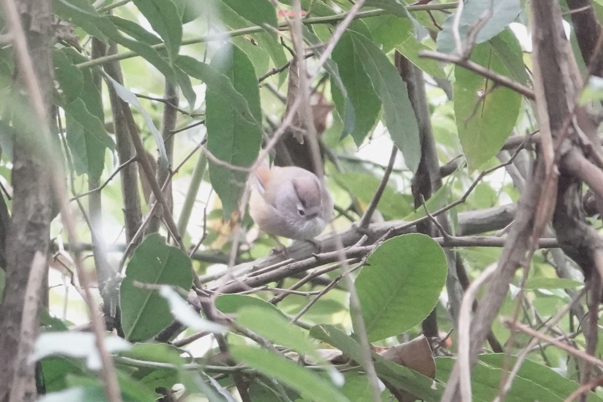 Spectacled Fulvetta - ML646778374