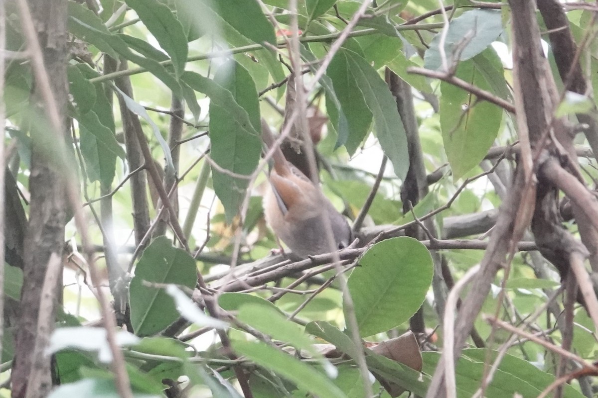 Spectacled Fulvetta - ML646778376