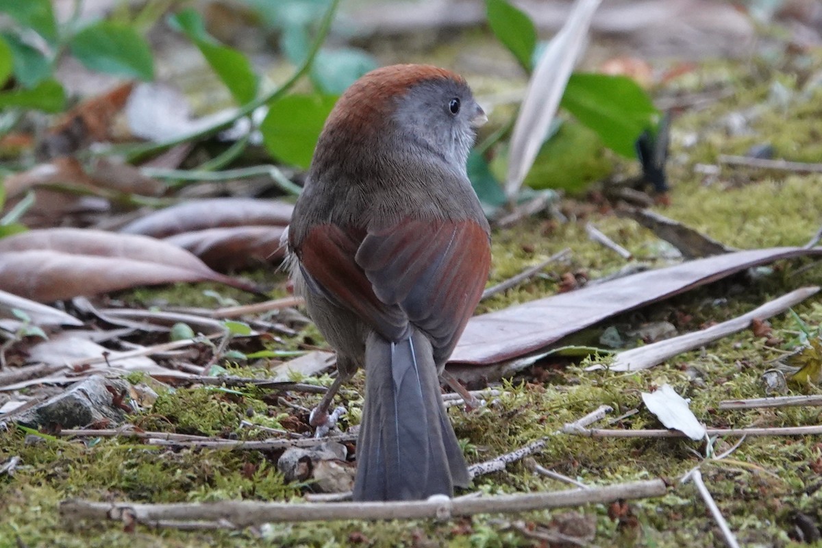 Ashy-throated Parrotbill - ML646778377
