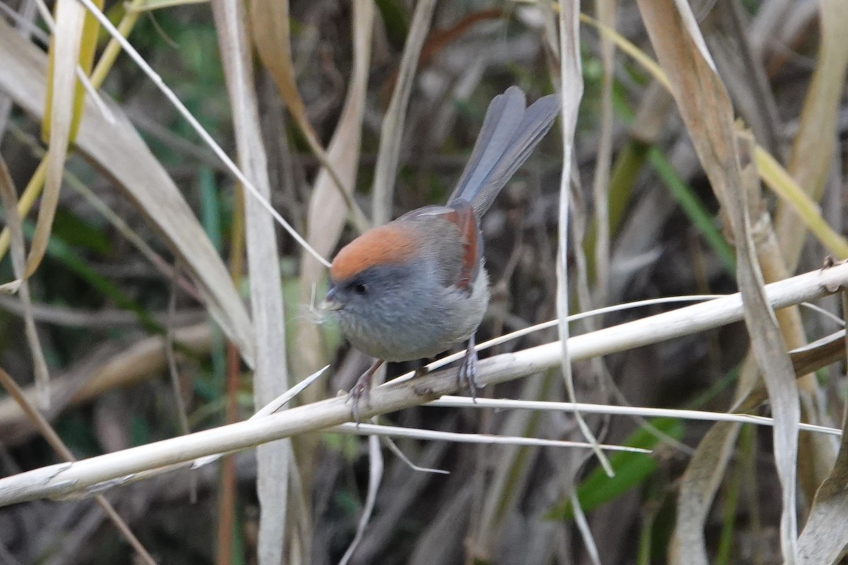 Ashy-throated Parrotbill - ML646778379