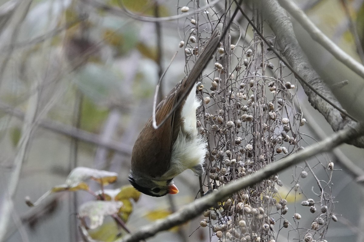 Gray-headed Parrotbill - ML646778380