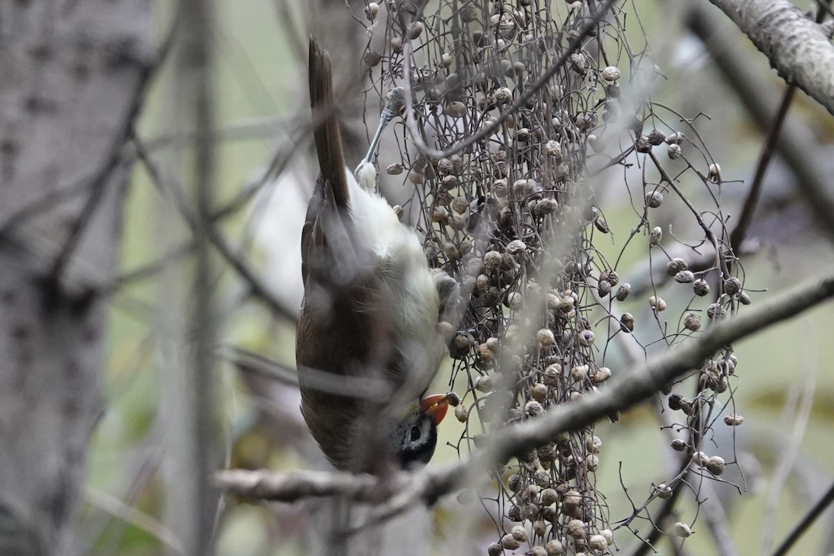 Gray-headed Parrotbill - ML646778381