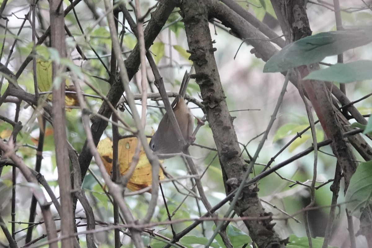 Spectacled Fulvetta - ML646778382