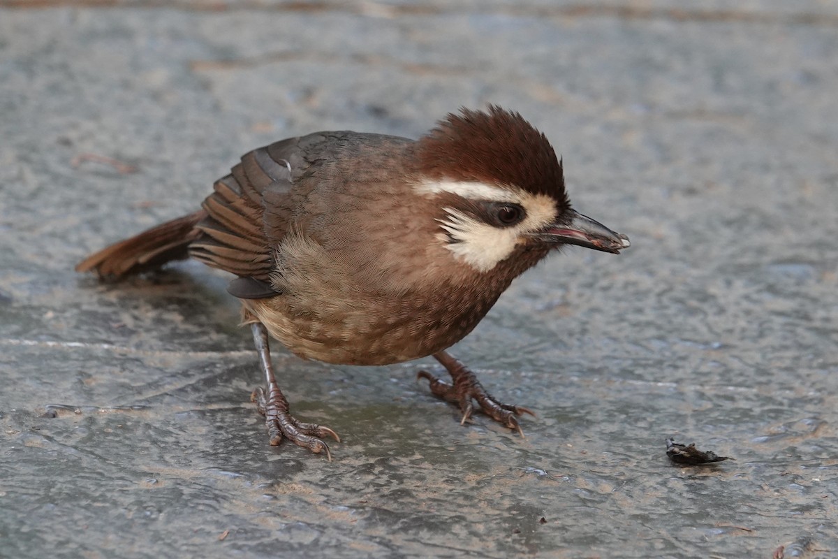 White-browed Laughingthrush - ML646778386