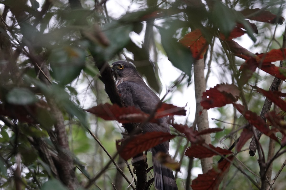 Oriental Turtle-Dove - ML646778388