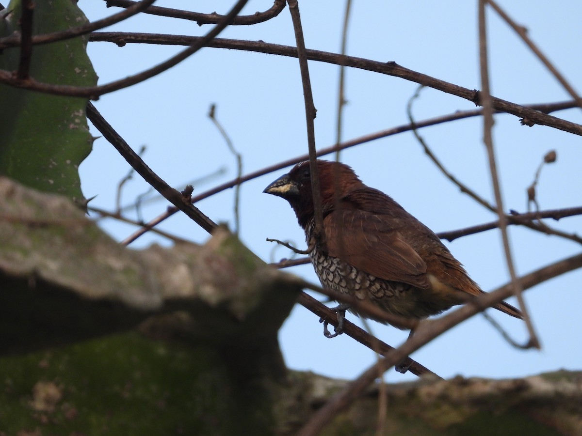 Scaly-breasted Munia - ML646778390