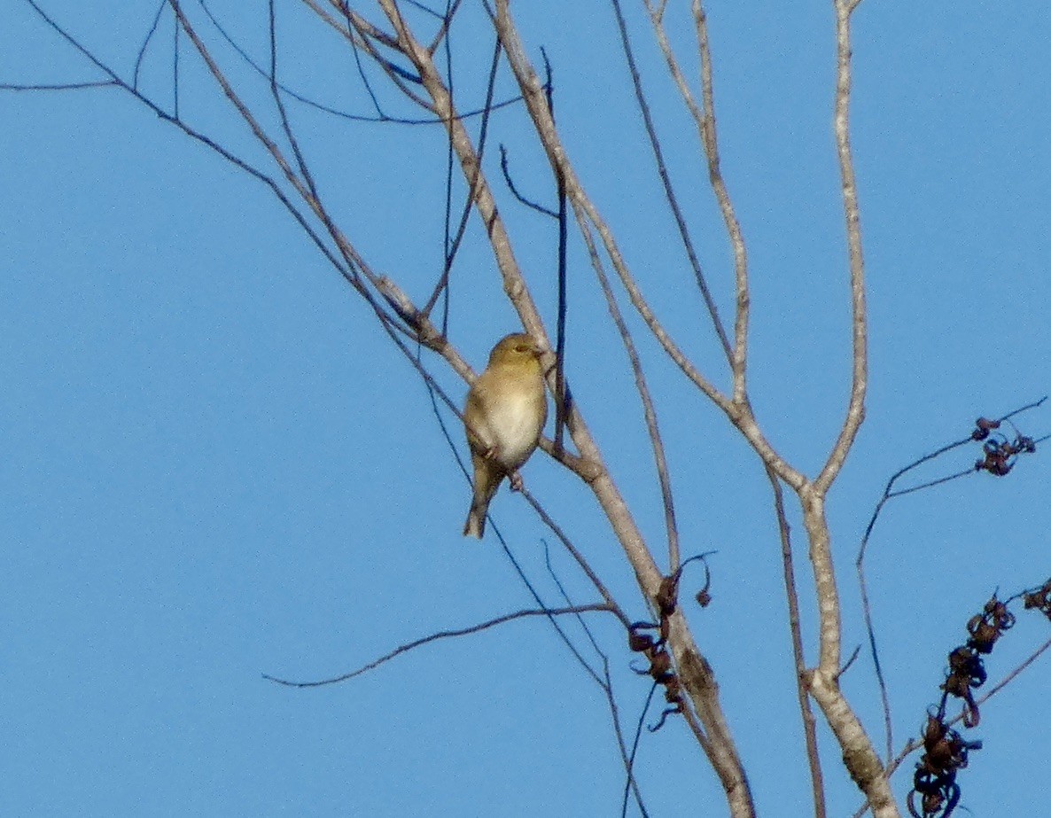 American Goldfinch - ML646778391