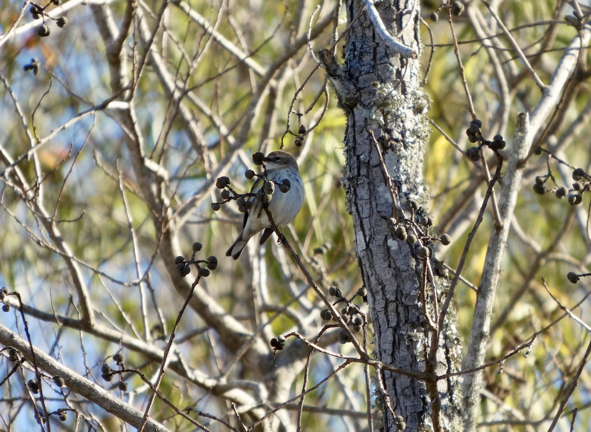 Yellow-rumped Warbler - ML646778392