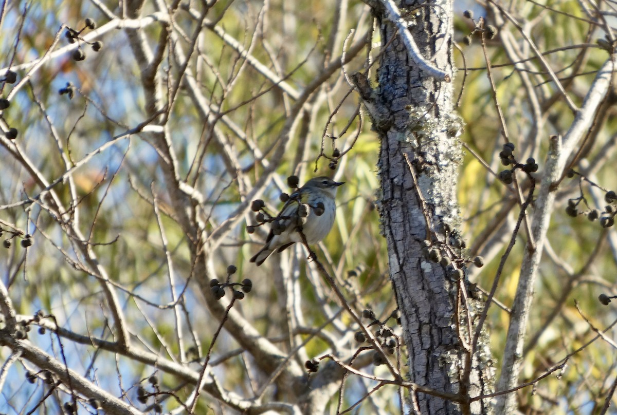 Yellow-rumped Warbler - ML646778393