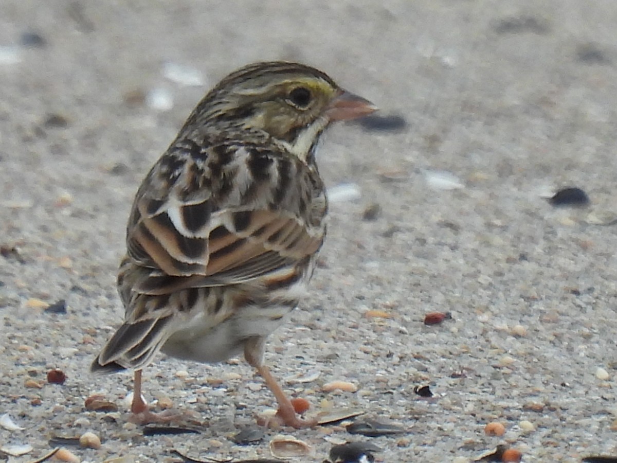 Savannah Sparrow - ML646778394
