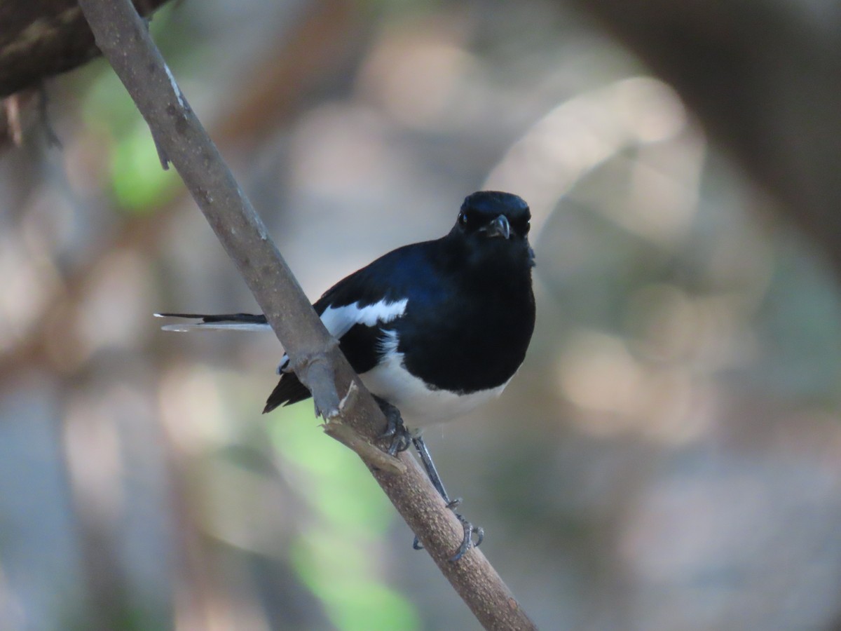 Oriental Magpie-Robin - ML646778395