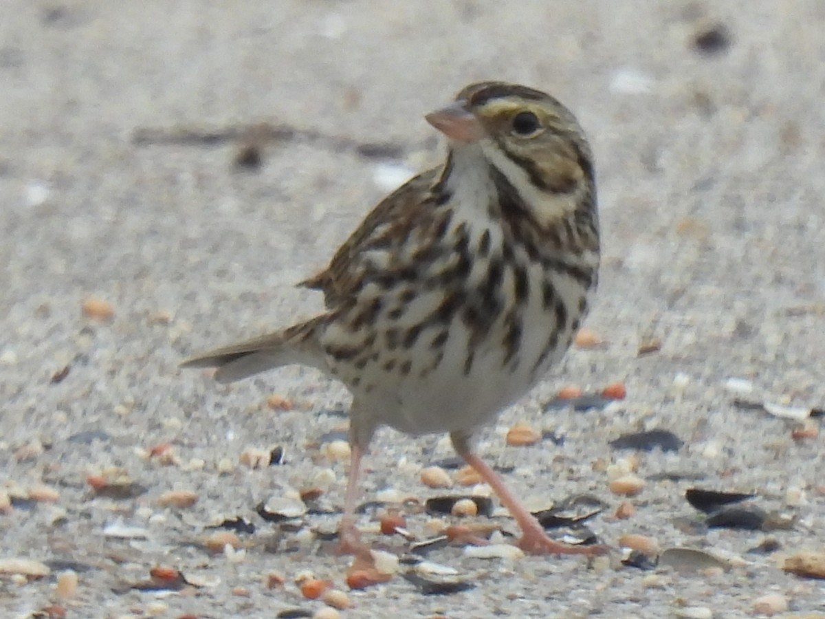 Savannah Sparrow - ML646778396