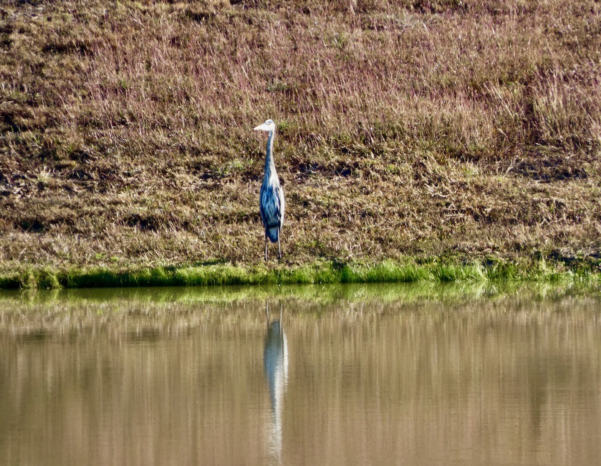 Great Blue Heron - ML646778397