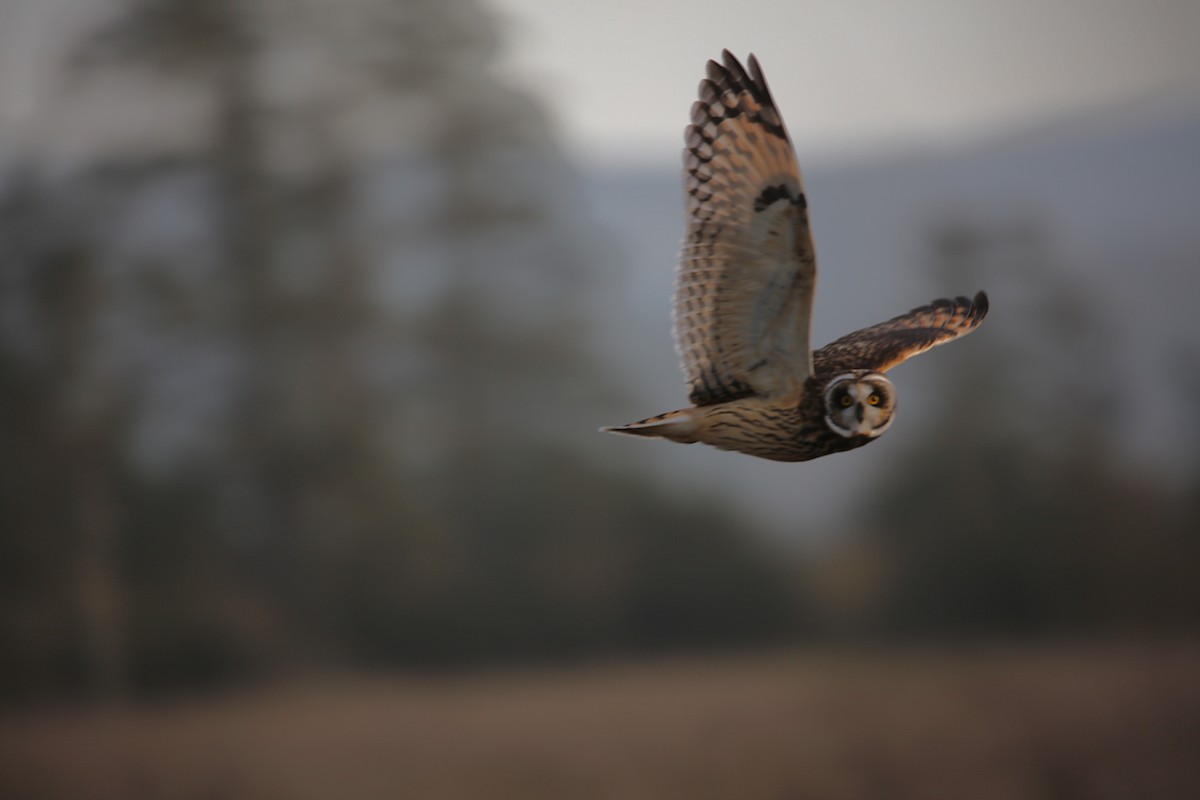 Short-eared Owl - ML646778398