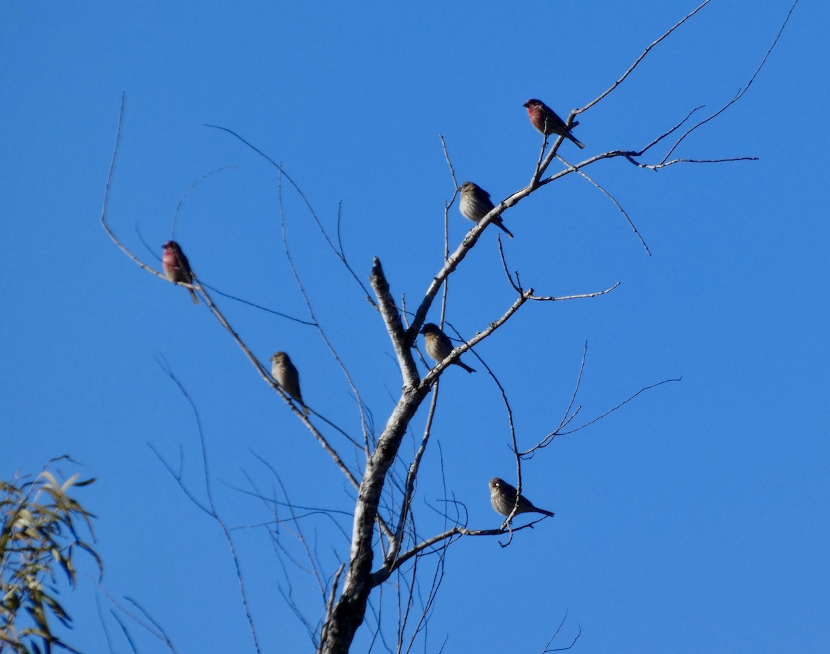 House Finch - ML646778399