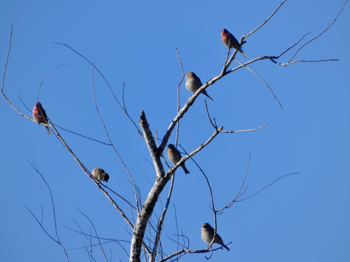House Finch - ML646778400