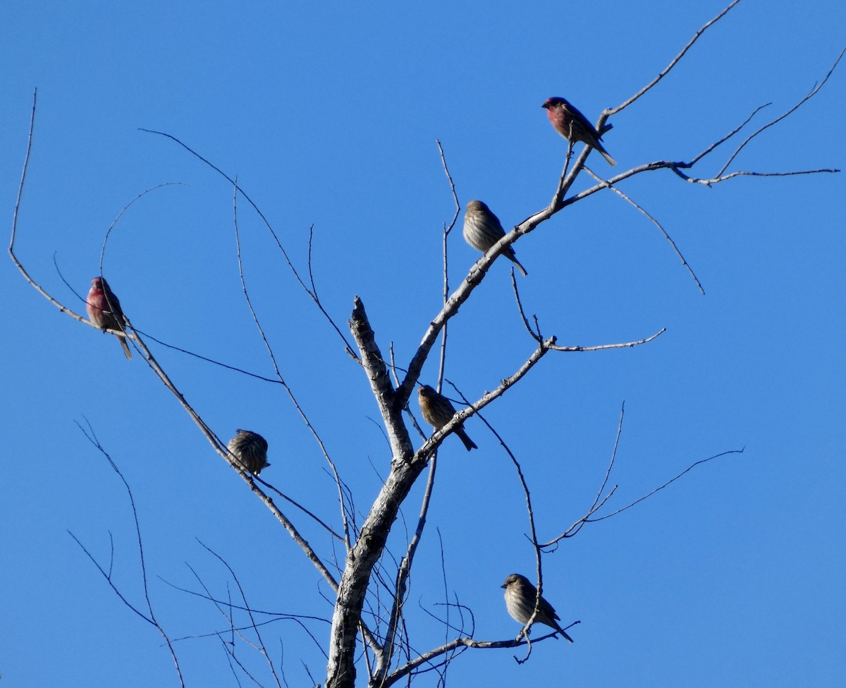 House Finch - ML646778401