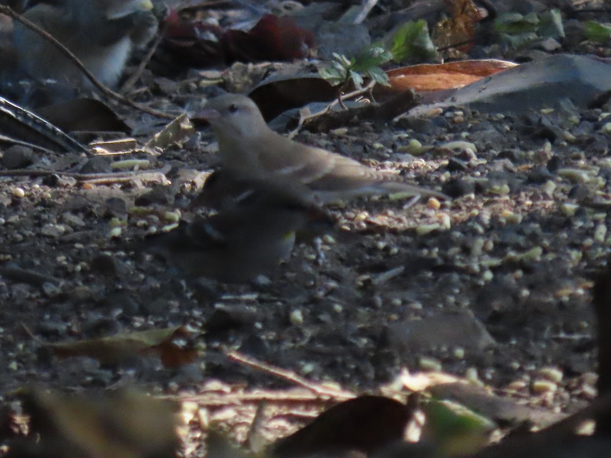 Yellow-throated Sparrow - ML646778402