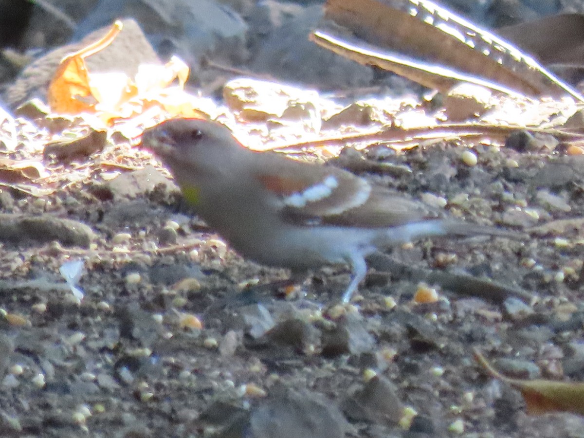 Yellow-throated Sparrow - ML646778403