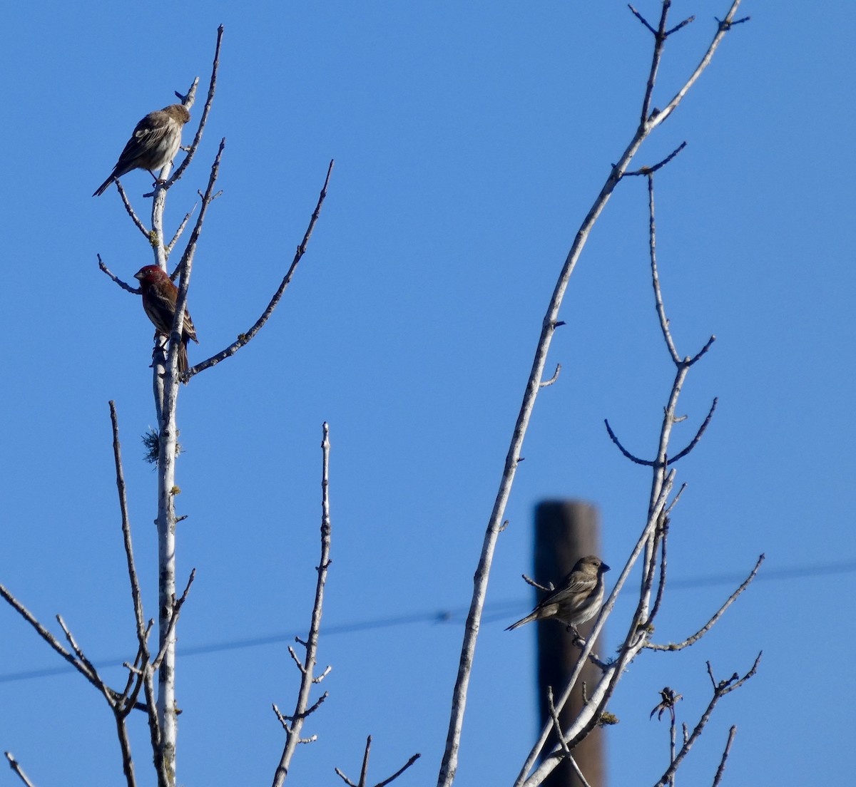 House Finch - ML646778404
