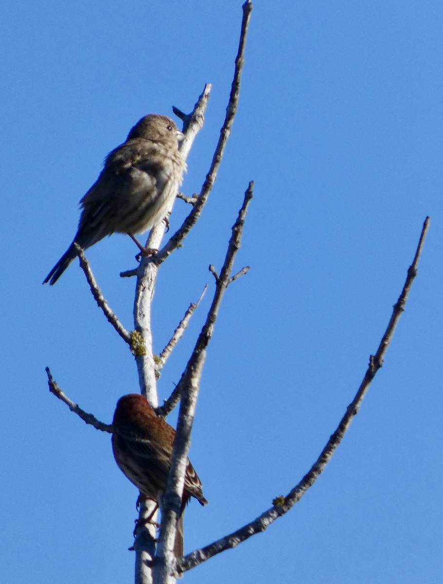House Finch - ML646778405