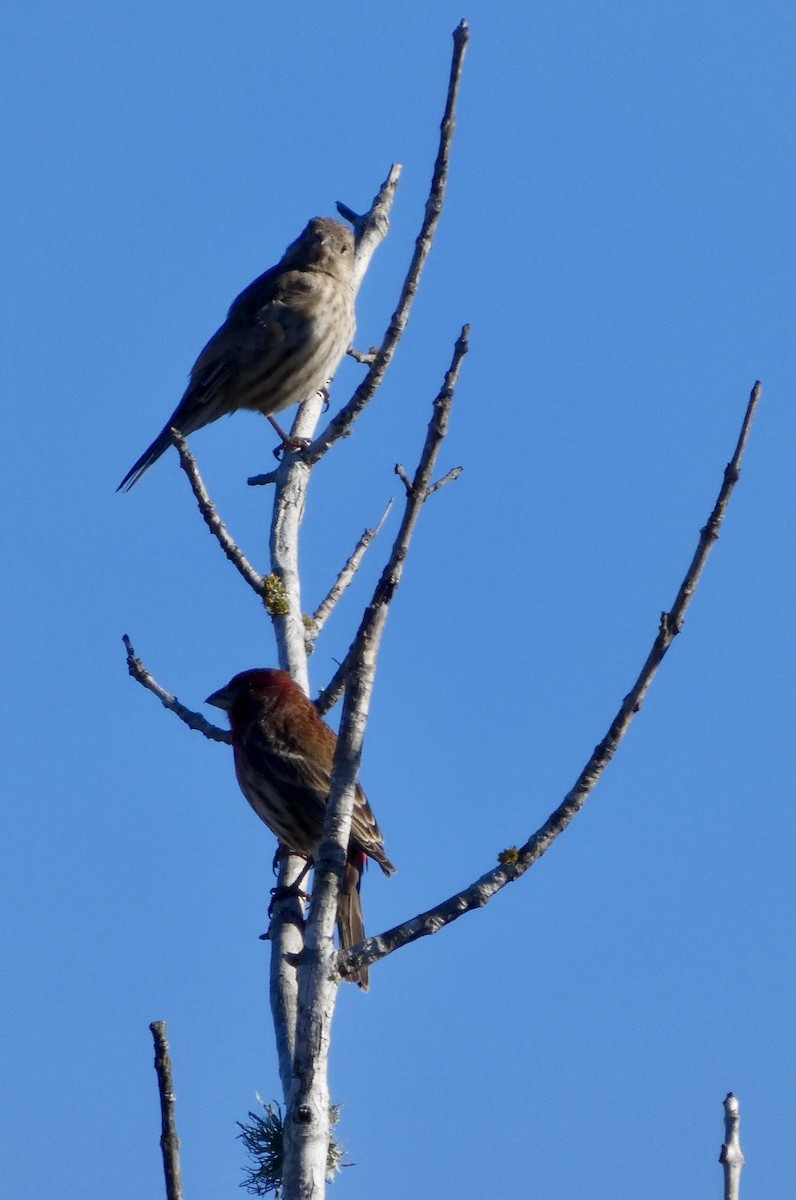 House Finch - ML646778406
