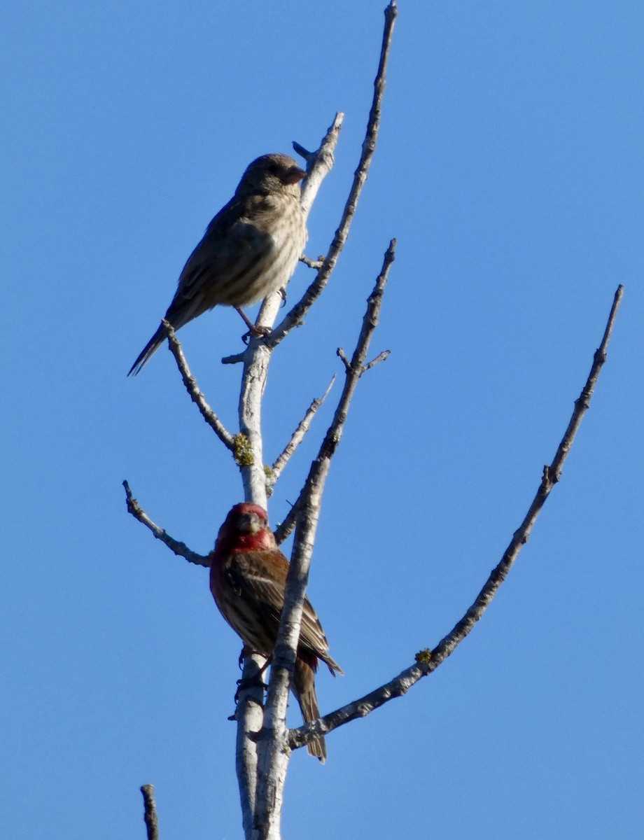 House Finch - ML646778407