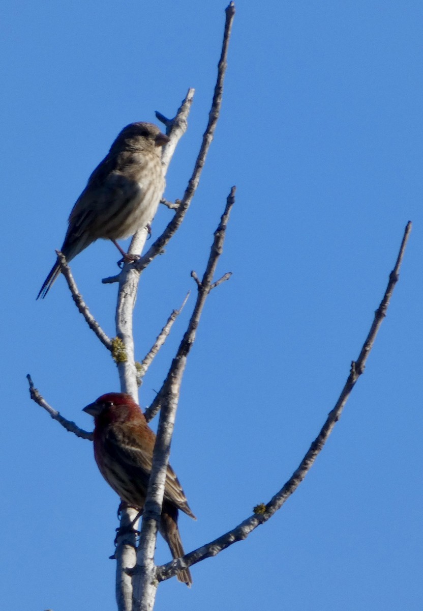 House Finch - ML646778408