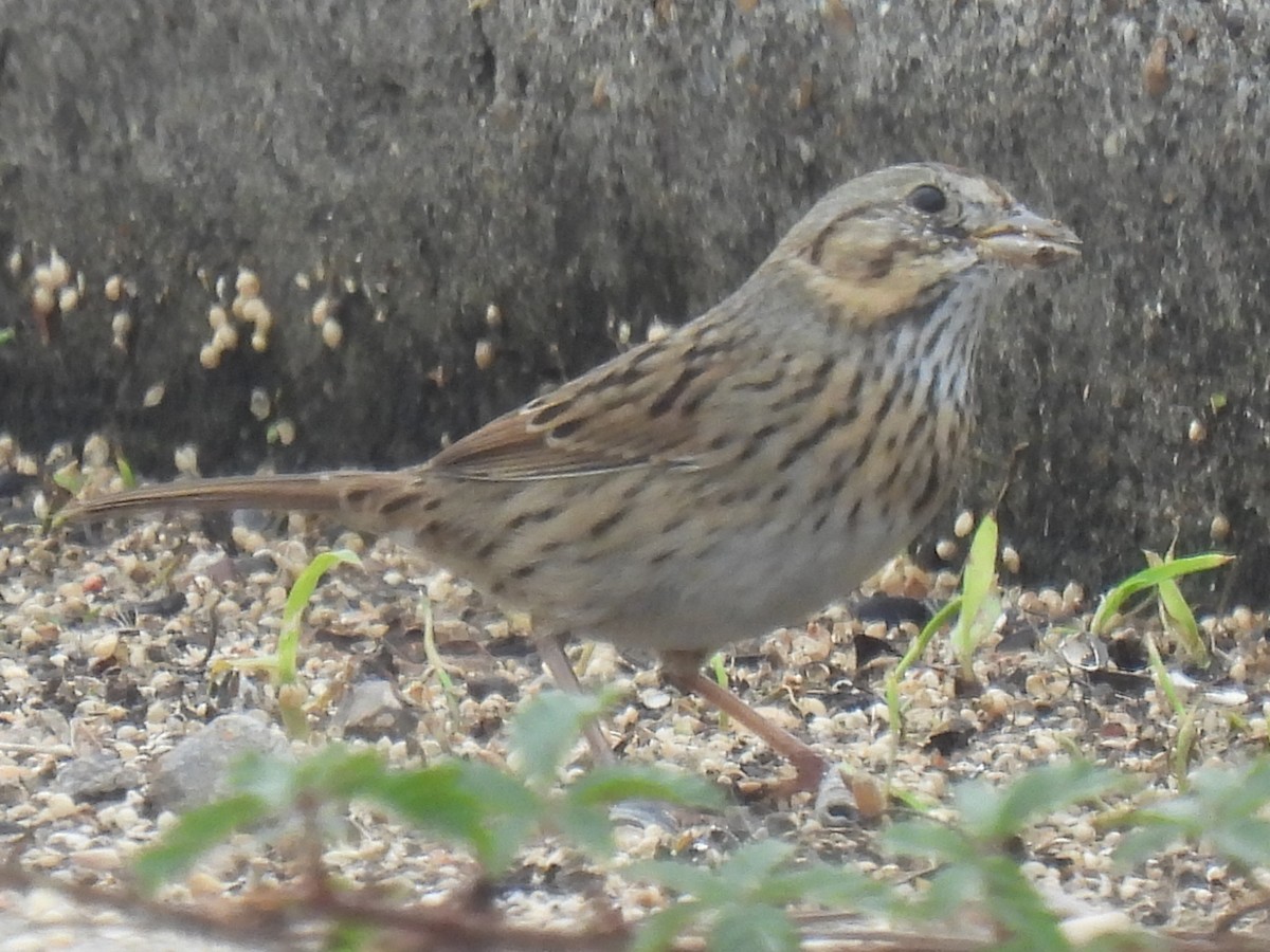 Lincoln's Sparrow - ML646778409