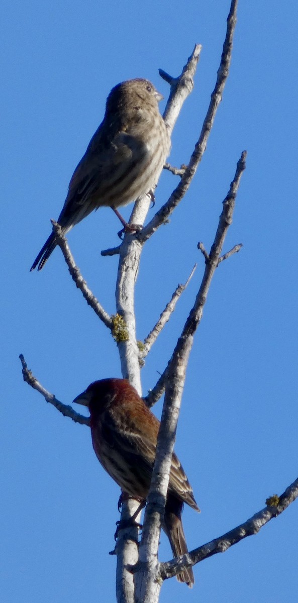 House Finch - ML646778410