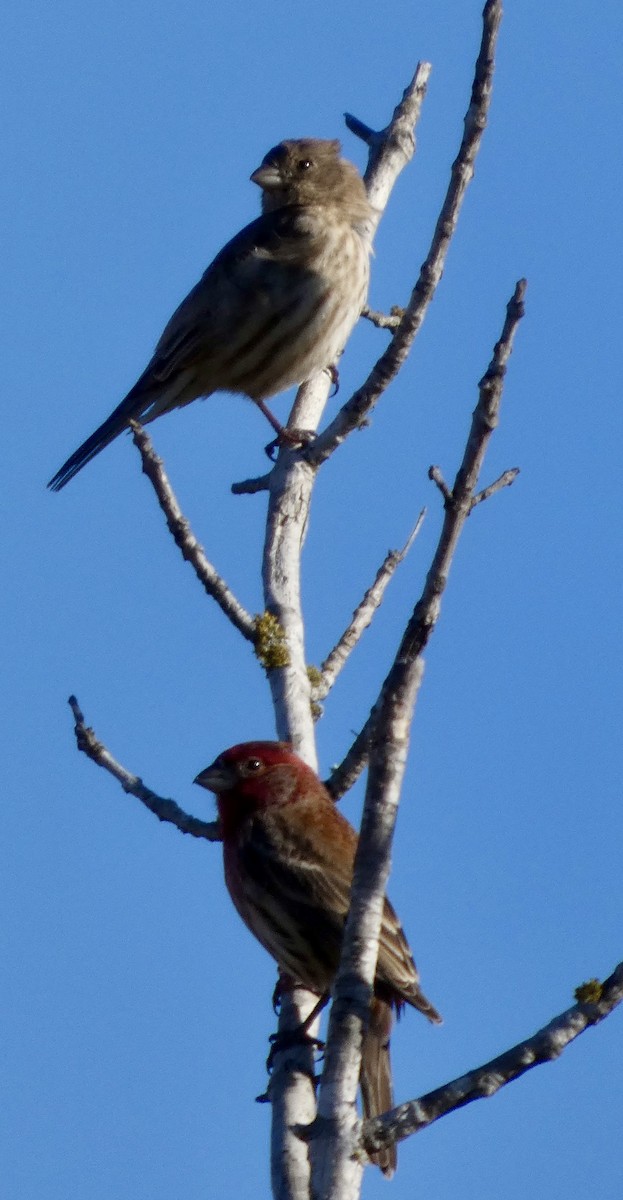 House Finch - ML646778411