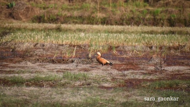 Tarro Canelo - ML646778412