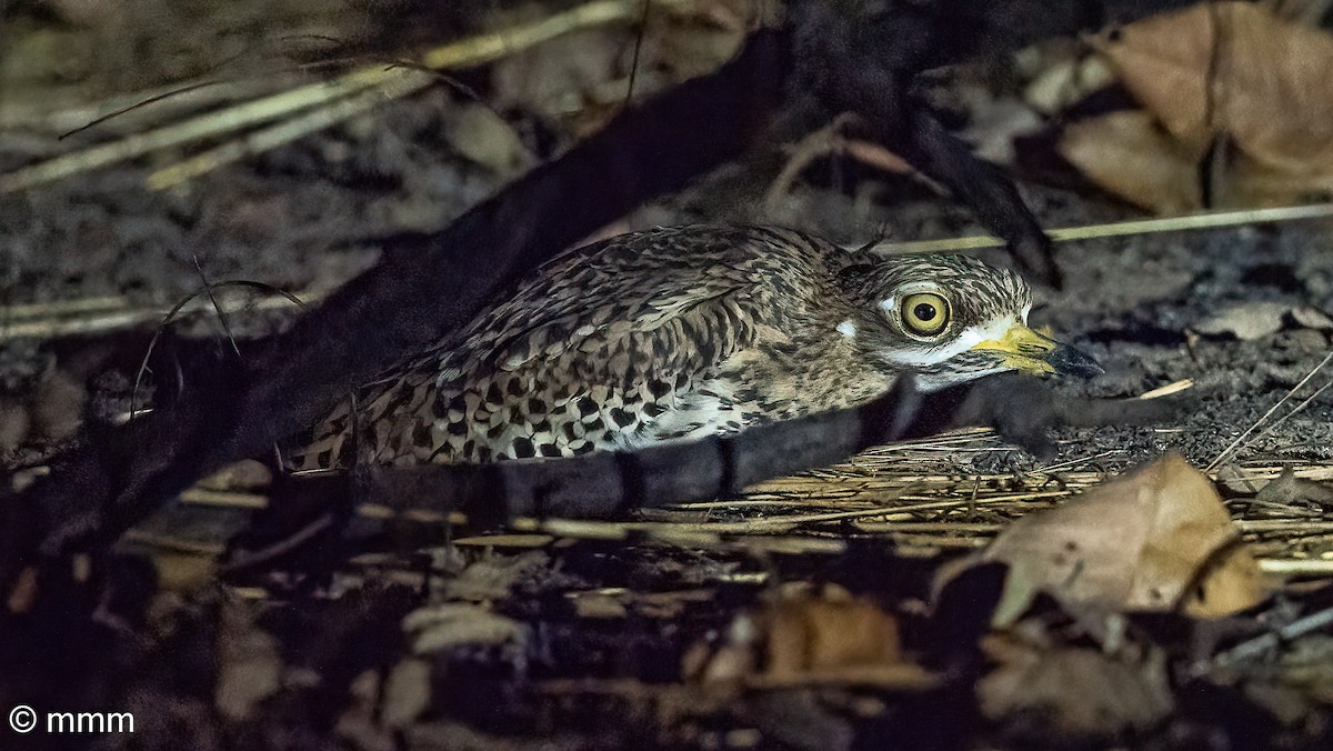 Spotted Thick-knee - ML646778413