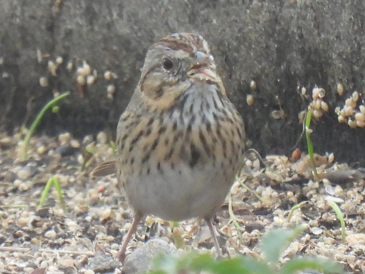 Lincoln's Sparrow - ML646778414
